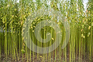 Green jute Plantation field. Raw Jute plant Texture background