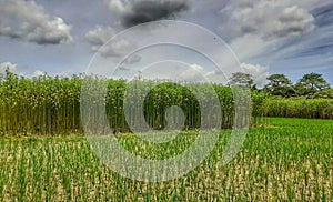 Green jute and rice plant in the field. Jute and rice cultivation in Assam in India.