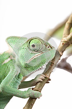 Green Juvenile Veil Chameleon lizard