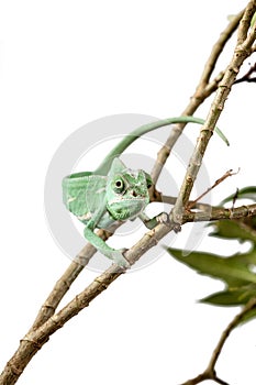 Green Juvenile Veil Chameleon lizard