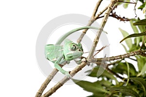 Green juvenile veiled chameleon