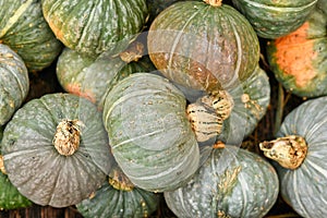 Green Kabocha squashes