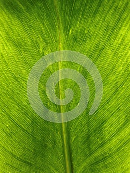 Green Kahili Ginger Lily Leaf Vein Pattern