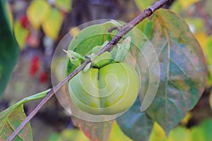 green kaki fruit on the tree