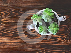 Green Kalanchoe blossfeldiana in vintage white bowl on the beautiful wooden table.