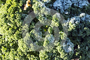 Green kale or borecole with frost in vegetable garden