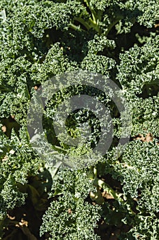 Green kale plants