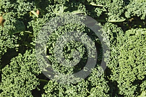 Green kale plants