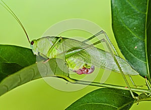 Green katydid