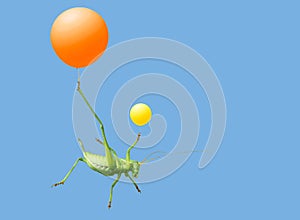 Green katydid and airballoon photo