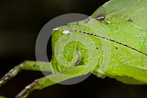 A green katydid/bush cricket