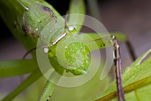 A green katydid/bush cricket