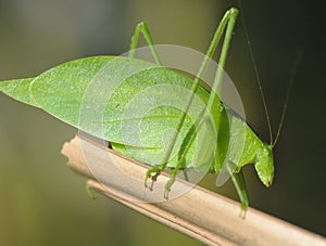 Green katydid grasshopper ,pico bonito,hondura