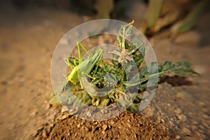 Green katydid molting its skin. Camouflaged insect on the leaves