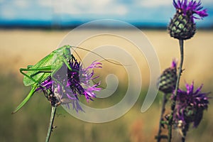 Green katydid on purple flower