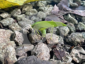 Green Katydid species