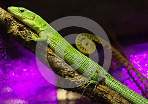 Green Keel-Bellied Lizard.