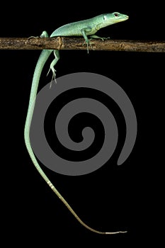 Green keel-bellied lizard (Gastropholis prasina)