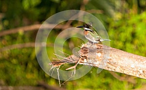 Green Kingfisher photo