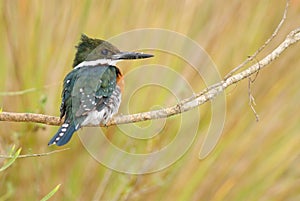 Green Kingfisher (Chloroceryle americana) photo