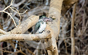 Green kingfisher with supper