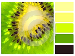 Green kiwi colour palette swatch