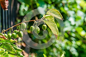 Green kiwi fruit on Actinidia Issai tree