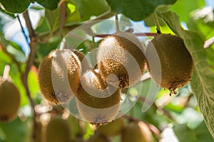 Green kiwis ripen on a tree.