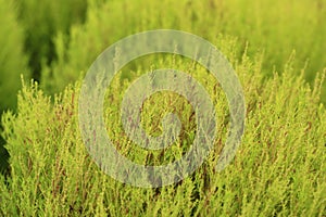 Green Kochia or Bassia scoparia selective focus by macro lens photo