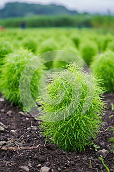 Green kochia field in summer