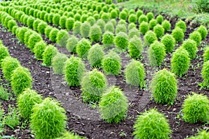 Green kochia field in summer