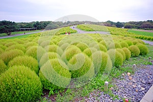 Green Kochia at Hitachi Seaside Park, Japan