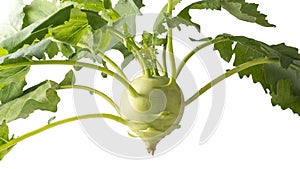 Green kohlrabi cabbage, closeup on white