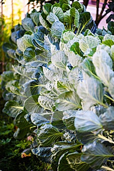 green kohlrabi growing in vegetable garden