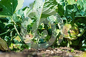 Green kohlrabi growing in vegetable garden