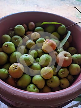 Green kokum plucked out from the tree.(Selective focus)