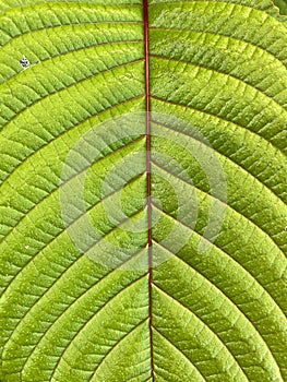 Green kratom leaf texture, background