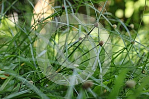 Green Kyllinga (Shortleaf Spikesedge) in Detail