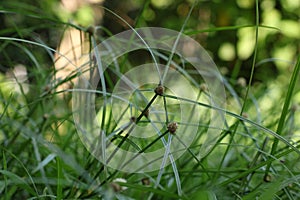 Green Kyllinga Texture