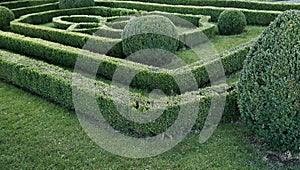 Green labyrinth of trimmed boxwood bushes