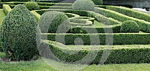 Green labyrinth of trimmed boxwood bushes