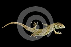 Green Lacertas Lizard