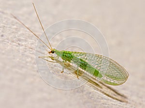 Green lacewing