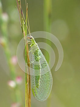 Green Lacewing