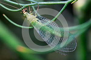 Green Lacewing