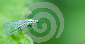 Green lacewing