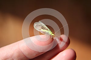 Green Lacewing