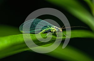 A green lacewing with blue wings sits on a green leaf of grass