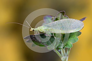 Green Lacewing Chrysopa perla, biological control of agriculture pests photo