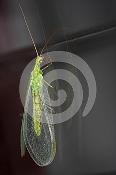 Green lacewing (Chrysoperla carnea) photo